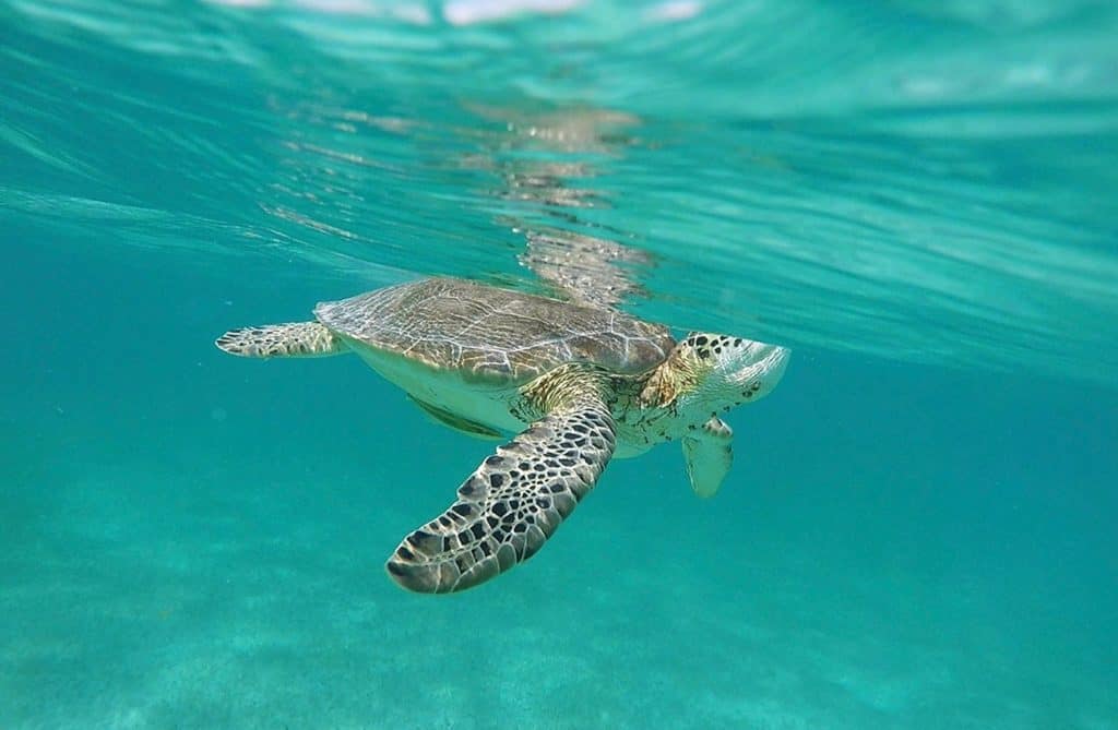 Have you always dreamed of swimming with sea turtles? Then check out this post; you'll find photos, video and all the details on how to plan your own trip to Akumal, Mexico (only a short trip from Cancun, Playa del Carmen, or Tulum!) 