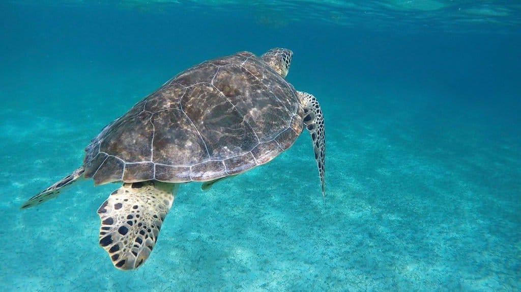 Have you always dreamed of swimming with sea turtles? Then check out this post; you'll find photos, video and all the details on how to plan your own trip to Akumal, Mexico (only a short trip from Cancun, Playa del Carmen, or Tulum!) 