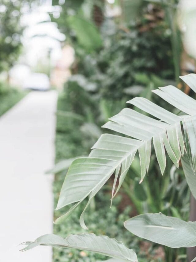 A sidewalk surrounded by greenery.