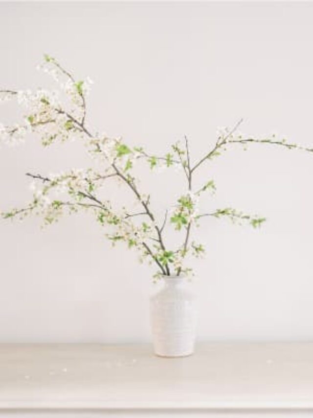 Plant with small leafs and white buds in a white vase, on a empty shelf against a white wall